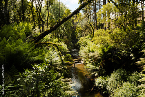 Lush creek running through the Cape Otway National Park at the Californian Redwood plantation  Victoria Australia