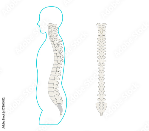 Illustration of the spine, spine and sideways human body.