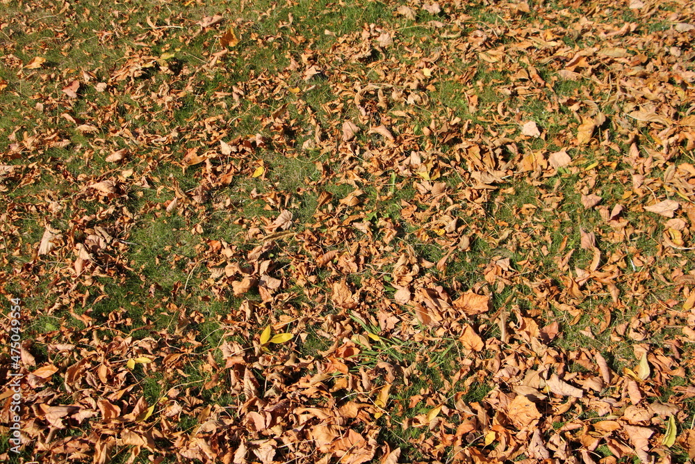 Autumn dry fallen yellow leaves on the green grass ground at European natural september background texture Autumn dry fallen yellow leaves on the green grass ground at European natural september background texture