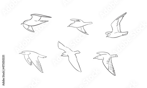 Set of hand-drawn seagulls outlines. Vector illustration of flying birds isolated on white background.  Sketch drawing in a minimalist style.  photo