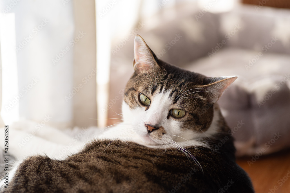 Naklejka premium 見つめる猫 キジトラ猫