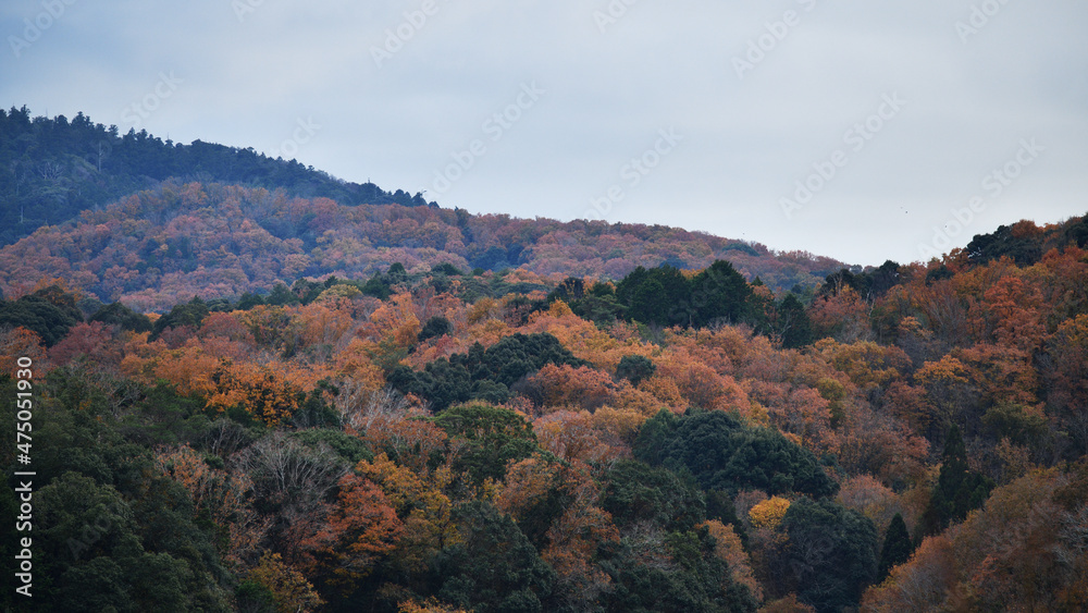 Fototapeta premium 山の紅葉（曇り）