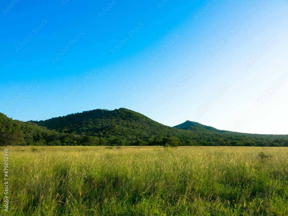 Wide angle shot of the spectacular savannah with Mountain range in the background at Kruger national park South Africa Wide angle shot of the spectacular savannah with Mountain range in the background at Kruger national park South Africa