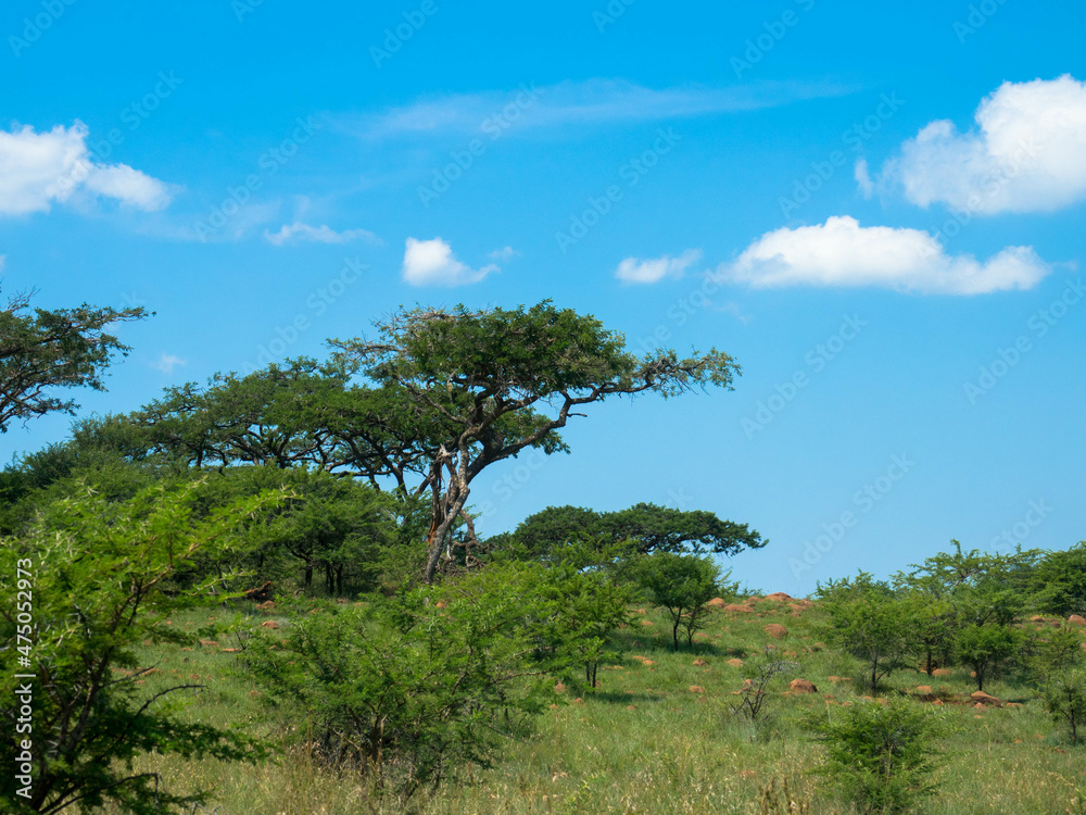 Obraz premium Panoramic view over savanna and grass fields with acacia trees in an african National Park. Seen by game drive. Tourism and vacations concept.