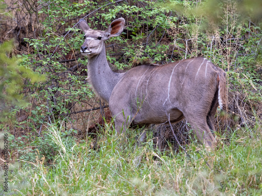Ein Kudu Weibchen im bewaldeten Bereich des Waterberges in der Seitenansicht Ein Kudu Weibchen im bewaldeten Bereich des Waterberges in der Seitenansicht