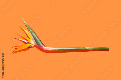 Strelitzia flower on color background © Pixel-Shot