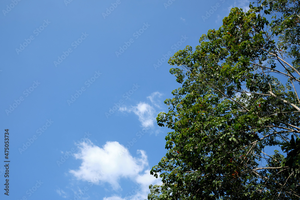 Obraz premium trees and sky