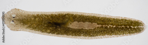 Planarian parasite (flatworm) under microscope view. photo