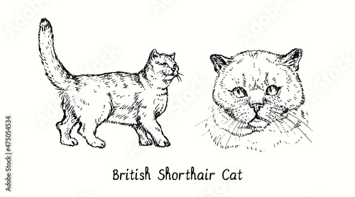 British Shorthair Cat collection, head front view and standing side view. Ink black and white doodle drawing in woodcut style