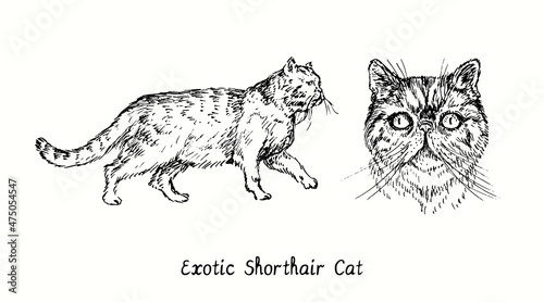 Exotic Shorthair Cat collection, head front view and standing side view. Ink black and white doodle drawing in woodcut style