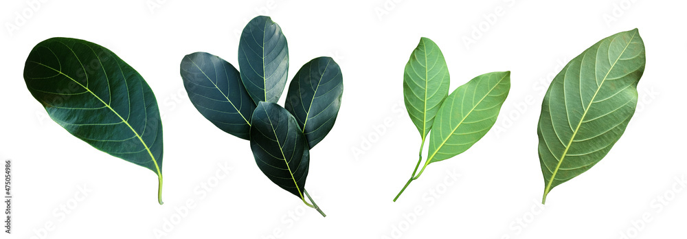 Isolated green leaf of jackfruit with clipping paths.