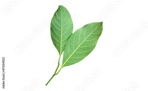 Isolated green leaf of jackfruit with clipping paths.