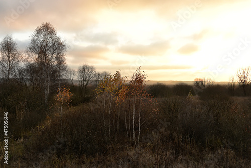 Late autumn landscape. Gloomy sky at sunset and the last golden leaves on the birches. Dramatic photo of late autumn.