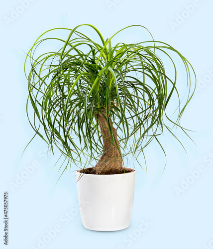 Beaucarnea recurvata plant against light blue background photo