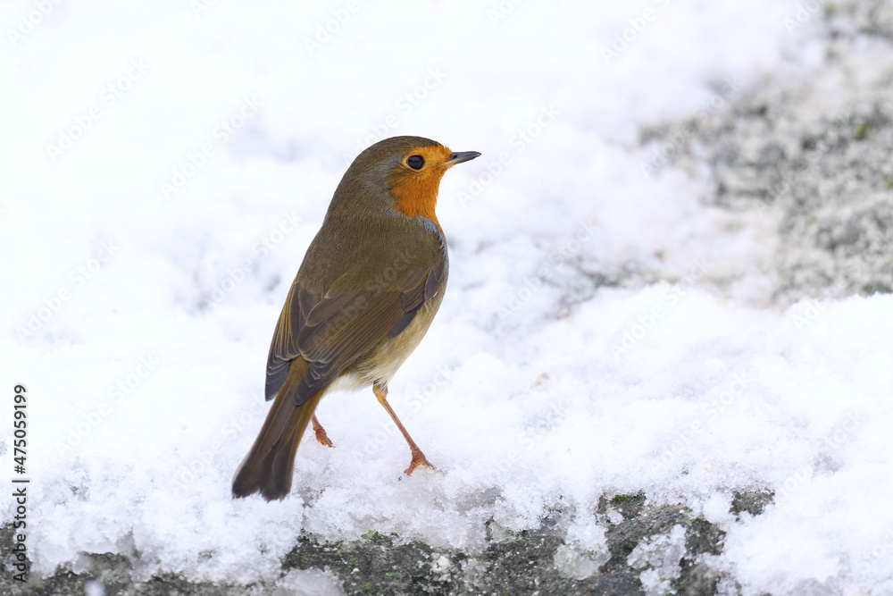 European robin (Erithacus rubecula) European robin (Erithacus rubecula)