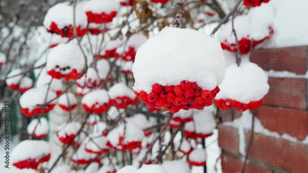 Home pharmacy, medicinal plants. Clusters of red mountain ash sway in winter in the wind during a snowfall. Close-up, Siberia. Home pharmacy, medicinal plants. Clusters of red mountain ash sway in winter in the wind during a snowfall. Close-up, Siberia.