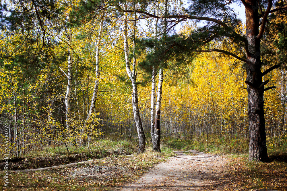 Forest on the last day of autumn and colorful and picturesque foliage underfoot and trees. The sun is breaking through the leaves