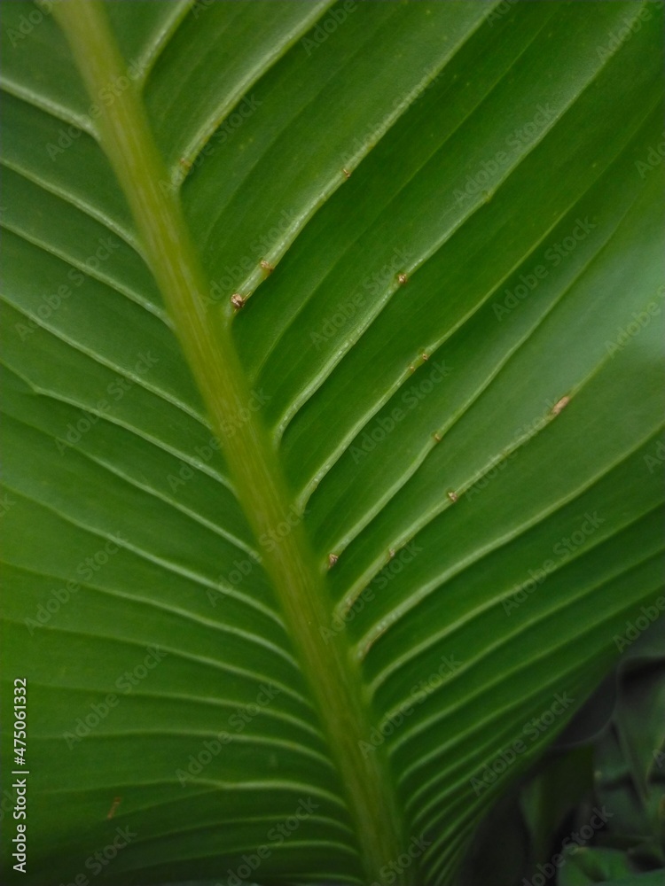 Make a beautiful green corner.