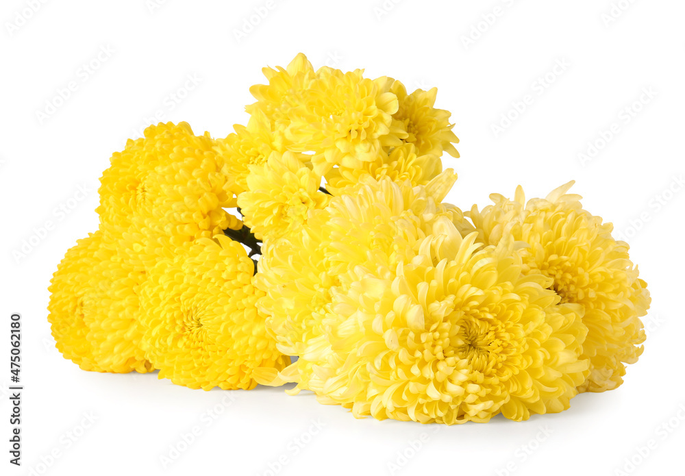 Yellow chrysanthemum flowers on white background Yellow chrysanthemum flowers on white background
