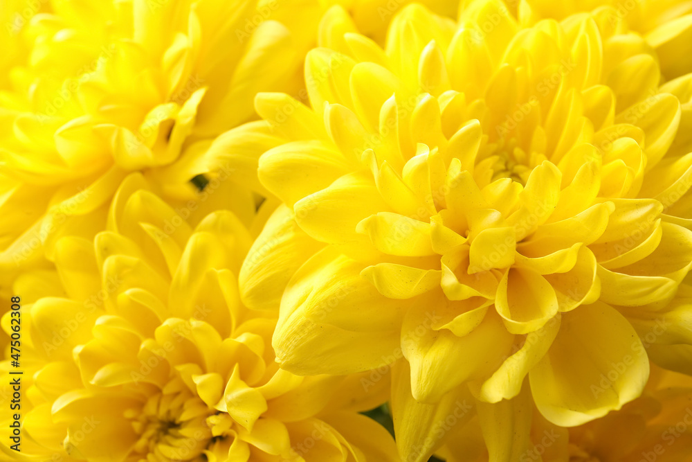Yellow chrysanthemum flowers as background Yellow chrysanthemum flowers as background