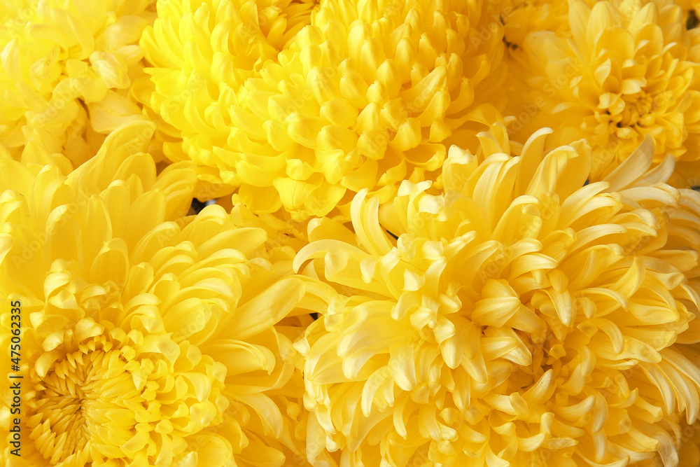 Yellow chrysanthemum flowers as background Yellow chrysanthemum flowers as background