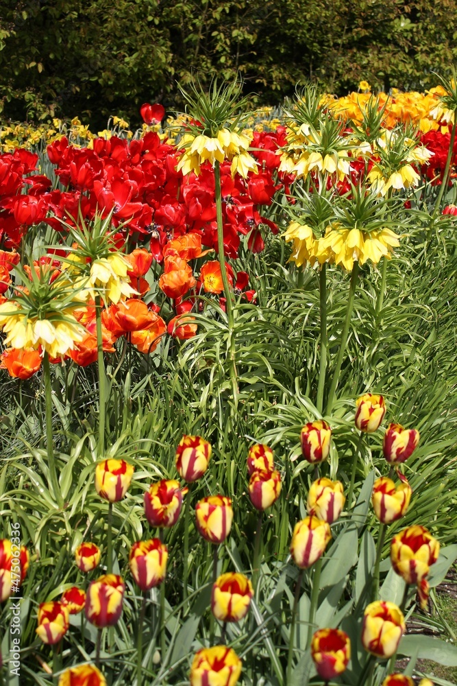 Tulip field in the Netherlands.
