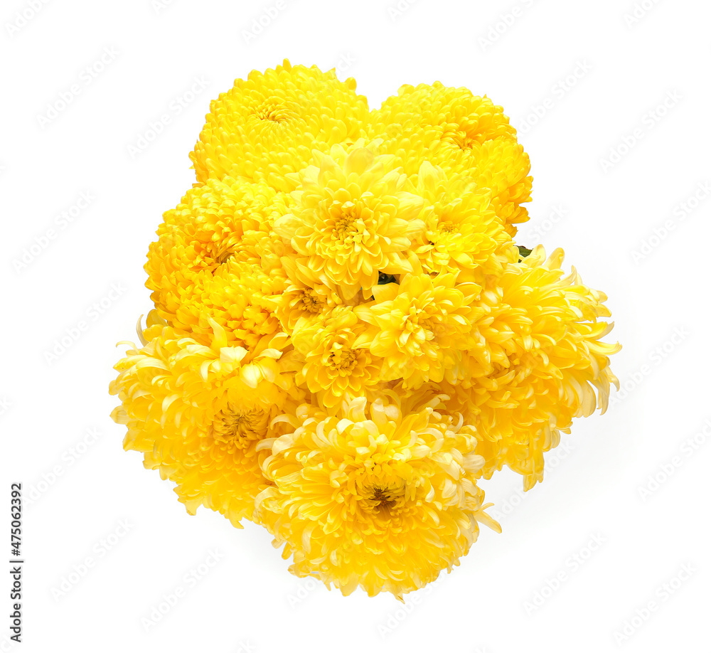 Yellow chrysanthemum flowers on white background