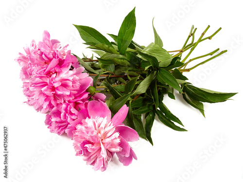 fresh peonies isolated on white background