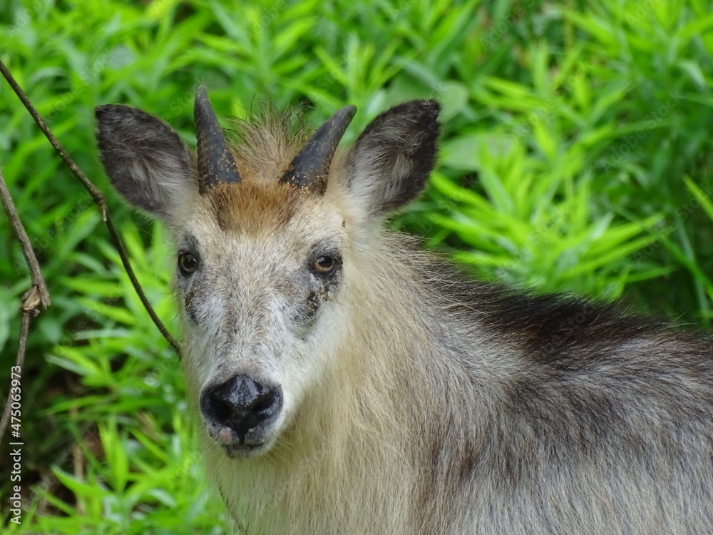 Fototapeta premium ニホンカモシカ
