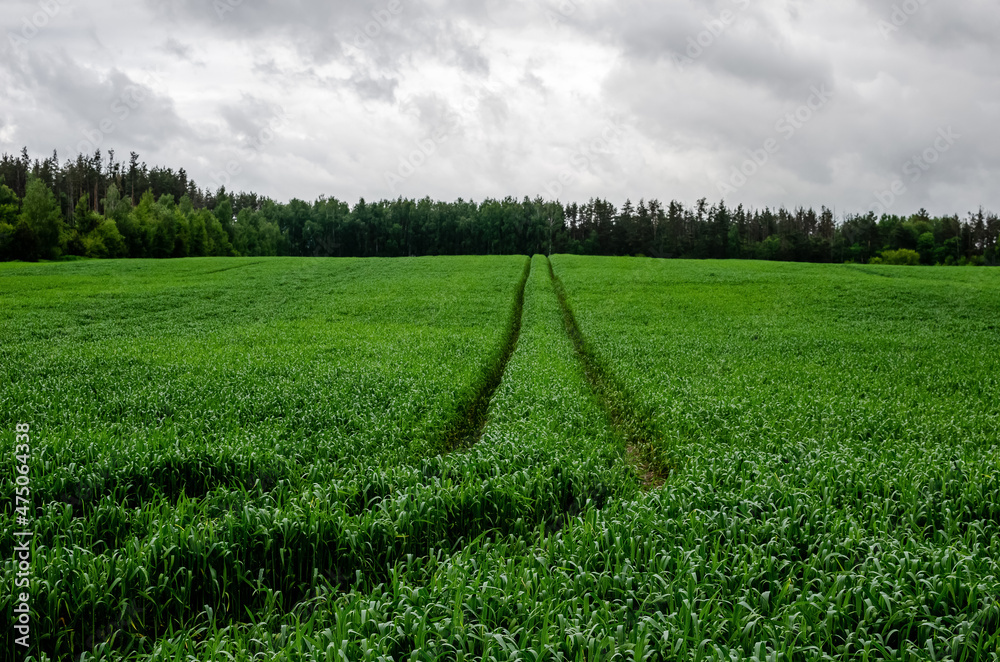 Fresh green fields and cloudy sky in spring with forest views. Regional agriculture in the Bryansk region, Russia.