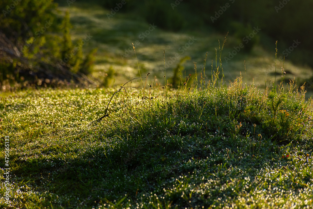 wet grass freshness. natural green environment. dew drops on the plants outdoor. summer nature background in the morning