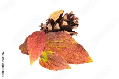 dry leaf isolated on white background