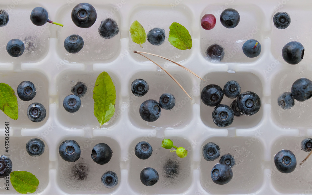 Fresh and frozen forest blueberry in ice cube trays. Fresh and frozen forest blueberry in ice cube trays.