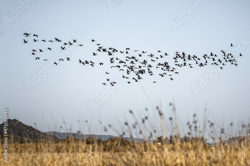 Migracion de aves 