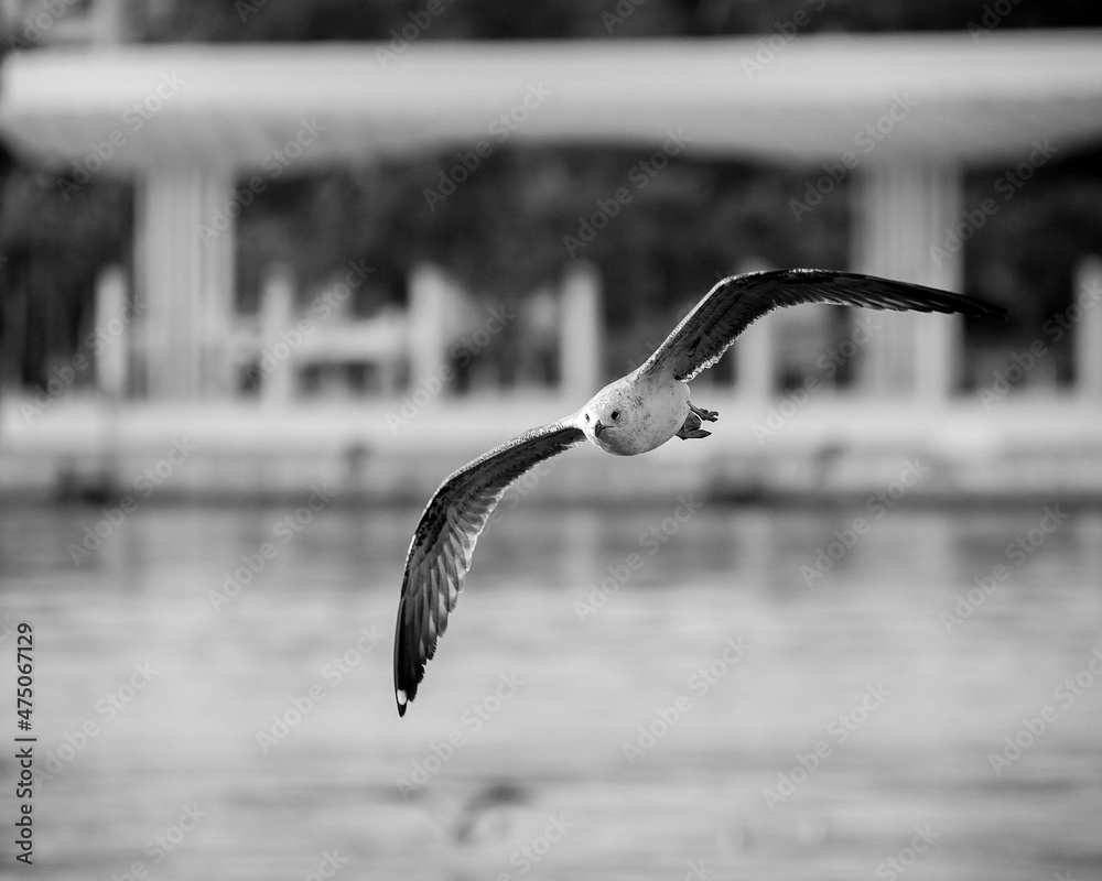 EL VUELO Y VIDA DE UNA GAVIOTA EL VUELO Y VIDA DE UNA GAVIOTA