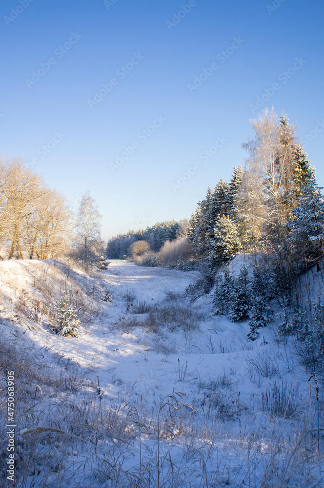 Beautiful winter forest landscape on a hill on a sunny snowy day