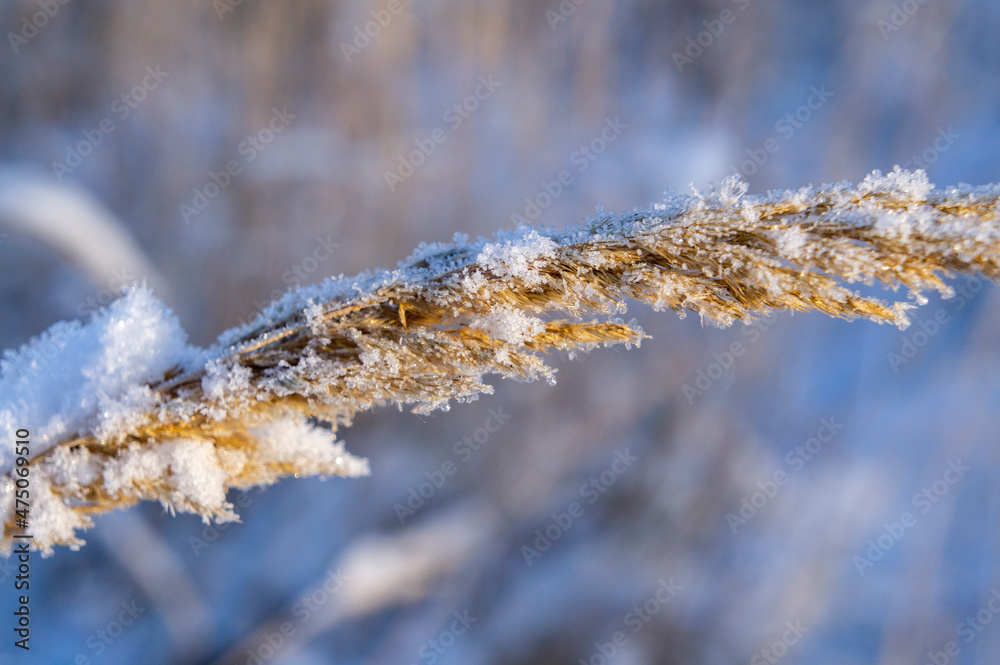 Cold plants with ice and frost and snow on a sunny winter day. Close-up macro photography Cold plants with ice and frost and snow on a sunny winter day. Close-up macro photography