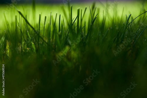 Beautiful nature background. Fresh grass scene and dew in morning time.