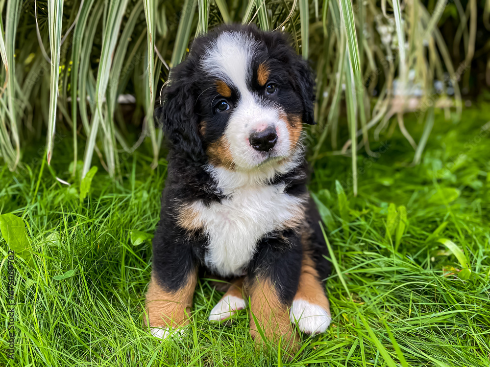 Bernese mountain dog, puppy sitting in the grass with some flowers in the background