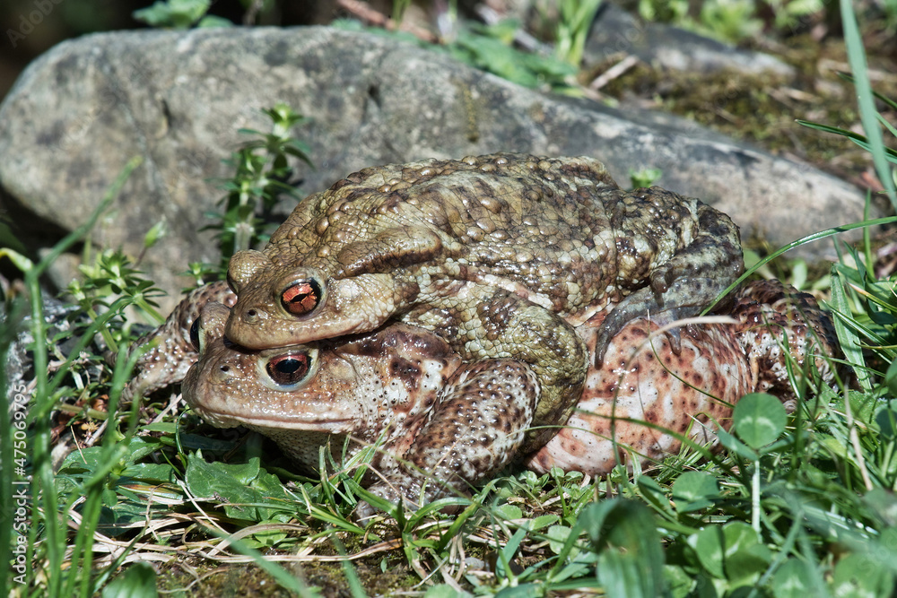 Obraz premium two toads in mating