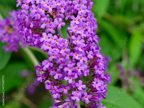 Close up view of Buddleia or Buddleja (Buddleia davidii) bloom. Plant is commonly known as the butterfly bush. photo