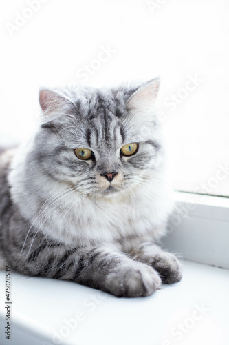  Cute Persian cat portrait sitting on the windowsill © JuLady_studio