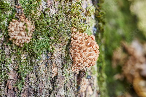 Small mushrooms grow in a heap on the tree,