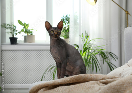 Curious sphynx cat on sofa at home