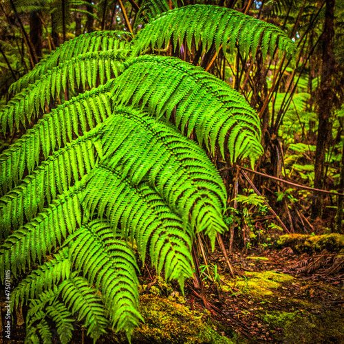 dense vegetation of ferns hawaii
