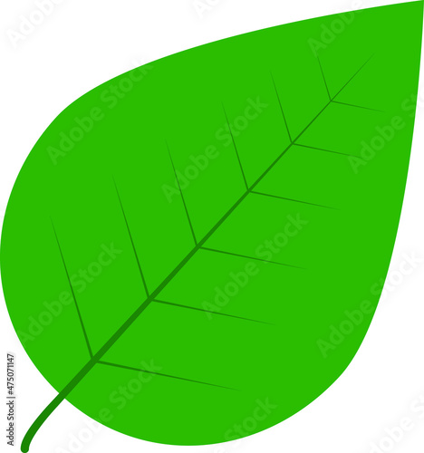 einfache isolierter Blatt Vektor, grün photo