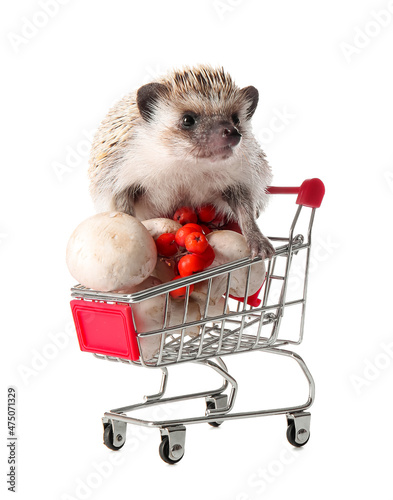 Cute hedgehog in shopping c...