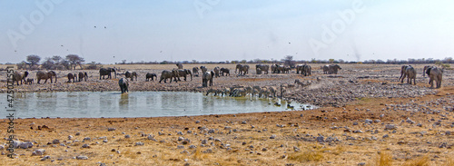 Elefanten und Zebras am Wasserloch