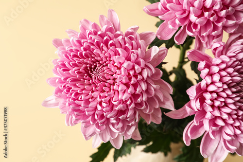 Pink chrysanthemum flowers on color background, closeup