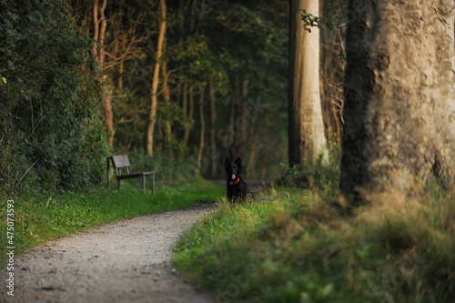 Waldweg imFrühling mit vielen Bäumen